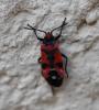 Lygaeus equestris